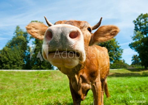 Picture of Brown cow on the field in sunny summer day